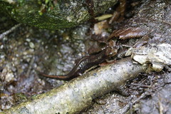 5-30-2022 Ocoee Salamander (Desmognathus ocoee)