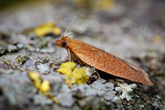 Tortrix moth - Clepsis consimilana