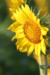 Sunflowers at Dorothea Dix Park 2022