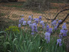 Les iris de Pourrières