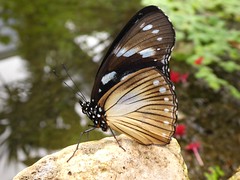 Hypolimnas anthedon - Variable eggfly