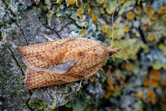 Tortrix Moth - Acleris ferrugana