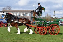 National Shire Horse Show 2022