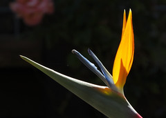 Bird of Paradise flower in mid morning light 20220619-101422