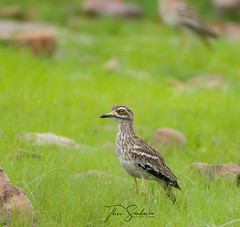 Indian Thick Knee