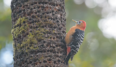 Woodpecker Bird