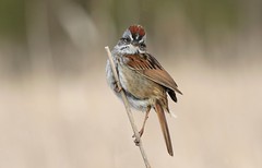 bruant des marais- swamp sparrow