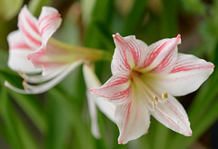 Flowers - Lily