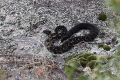 7-17-2022 Timber Rattlesnake (Crotalus horridus)