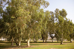 220724 Alzuwaileya Park at Alghat