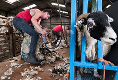 Clipping Sheep, Murton, Cumbria, 21/07/22