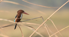 Birds - Kingfisher
