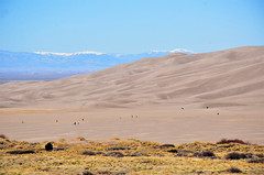 Landscape- Sand Dunes