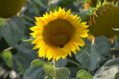 Sunflower / Sonnenblume / Tournesol / Girasole