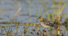 Birds - wagtail