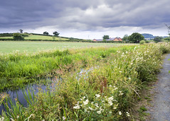 Wern Claypit Montgomery Canal. July 26 2022
