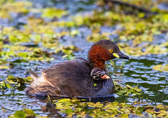 Baby on board !  Little grebes and chick
