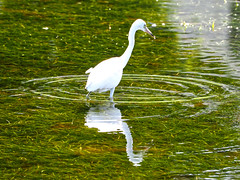 Egret & Concentric Rings