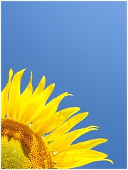Sunflowers 2022