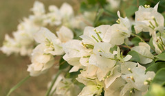 flower - bougainvillea