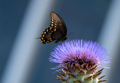 Spicebush swallowtail visits artichoke