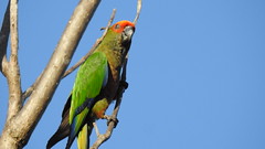 Jandaia - Golden-capped Parakeet