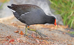 Rails, Coots and Related