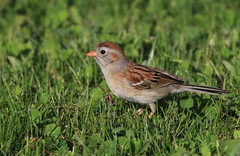 Bruant des champs / field Sparrow