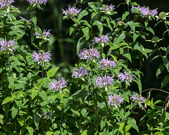 Beebalm or Wild Bergamot (Monarda fistulosa) (DFL1207)