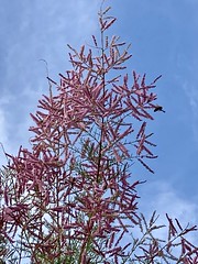 Tamarix ramosissima 'Rubra'