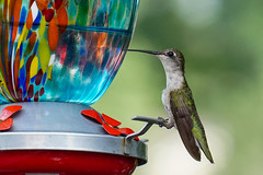 Hummingbirds 2022