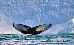GROENLAND : à la rencontre des baleines @ Baie de Disko, juillet 2022