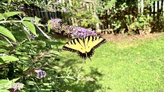 Butterflies And Moths 2022