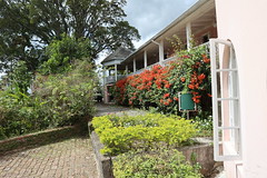 Craighton Estate Coffee Plantation, Irish Town, Jamaica