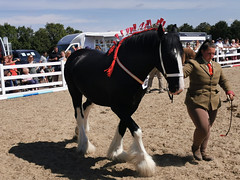Essex Heavy Horse Show Aug 2022