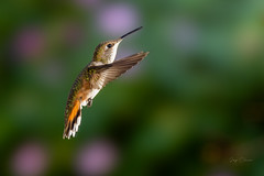 Hummingbird Migration 2022