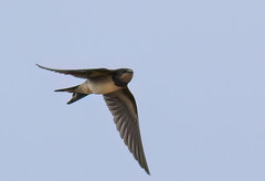 Swallows, Martins and a few Swifts