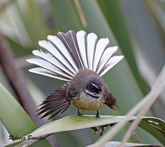 Fantail, NZ 'Piwakawaka'
