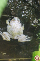 Schwimmfrosch (Occidozyga lima)