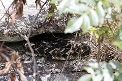 7-24-2022 Timber Rattlesnake (Crotalus horridus)