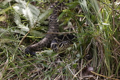 7-30-2022 Eastern Diamondback Rattlesnake (Crotalus adamanteus)