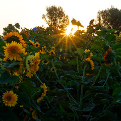 Colorado Sunflowers