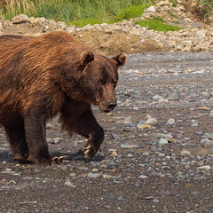 Alaska Bear Camp and Homer Alaska