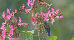 Birds - sunbird