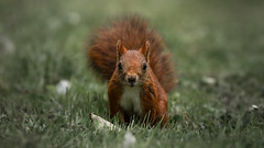 | Benny the Red Squirrel | Denmark |