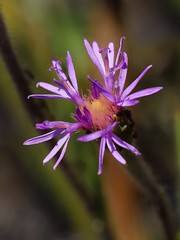 ASTERACEAE - Chrysolaena desertorum