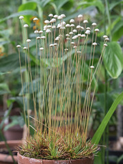 Eriocaulaceae