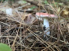 Mushrooms Of The Adirondacks