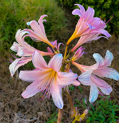 Amaryllis belladonna/naked-lady lily_2022