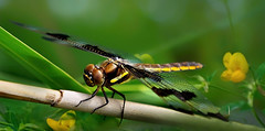 Grasshoppers-Dragonflies